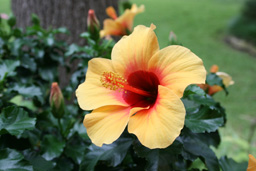 Hibiscus